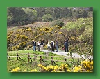 Connemara (297)